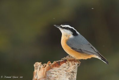 Sittelle  poitrine rousse - Red-breasted - Nuthatch Sitta canadensis