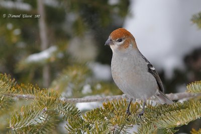Durbec des sapins - Pine Grosbeak - Pinicola enucleator