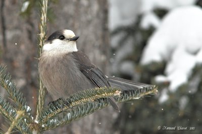 Msangeai du Canada - Gray Jay - Perisoreus canadensis