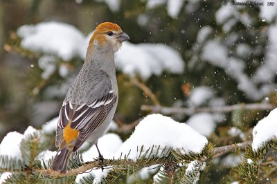 2012 - Janvier, Fvrier, Mars (oiseaux)