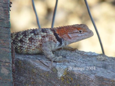 lizard life.jpg