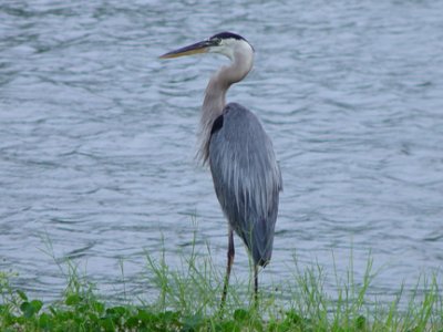 heron.jpg