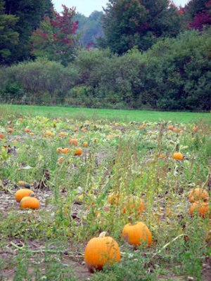 Pumpkin patch.jpg