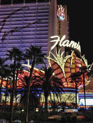 Flamingo