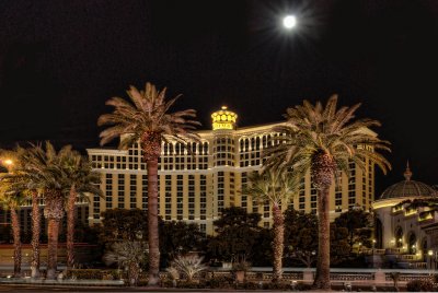 Palm trees