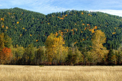 Autumn Glory