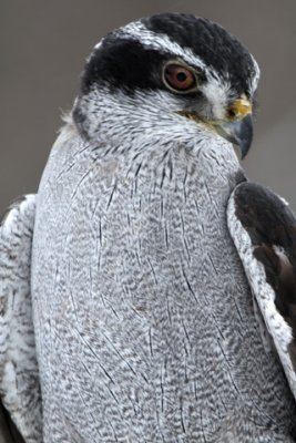 Raptor-Conservatory-0285-www.jpg