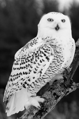 Raptor-Conservatory-1057-www-BW.jpg