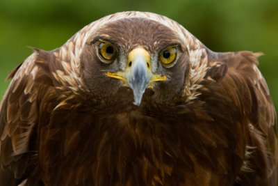 Raptor-Conservatory-D110516-0142-www.jpg