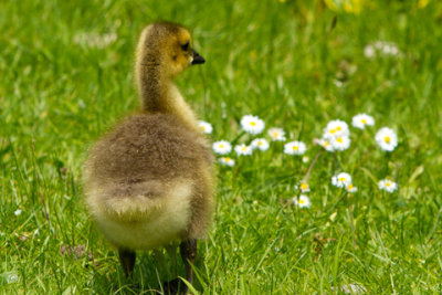 Simcoe-D110515-311-www.jpg