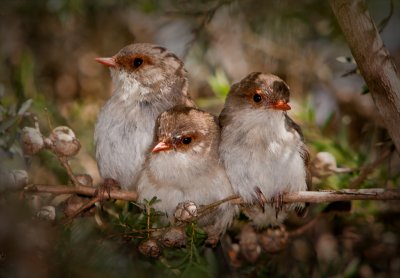 Baby Fairy Wrens