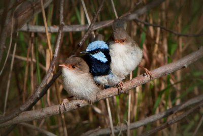 Three Fairy Wrens