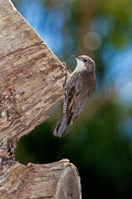 White-throated Tree Creeper