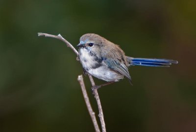 Juvenile Fairy Wren