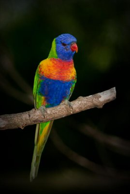 Rainbow Lorikeet #1