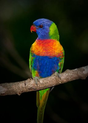 Rainbow Lorikeet #2