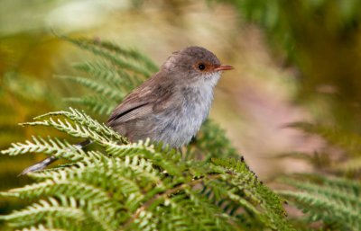 Female Fairy Wren #3