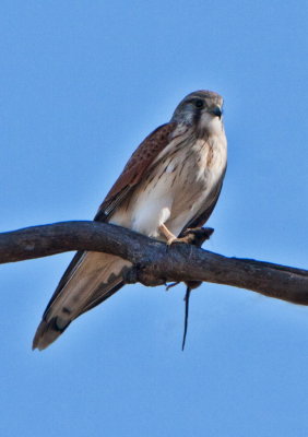 Birds of South Australia