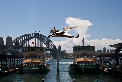 Pelican in Sydney Harbour
