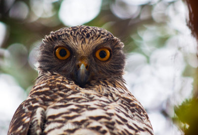 Powerful owl in Avalon