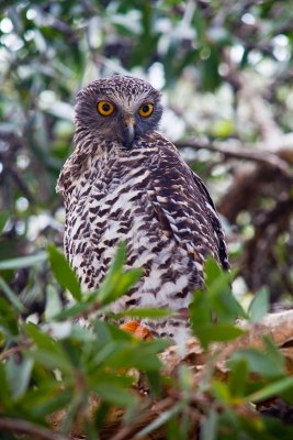 Powerful owl in tree in Avalon