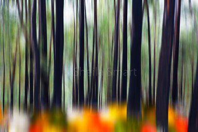 Wood and flowers abstract