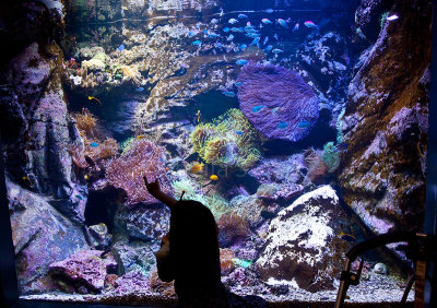 Girl silhouette at aquarium 