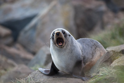 Baby New Zealand fur seal