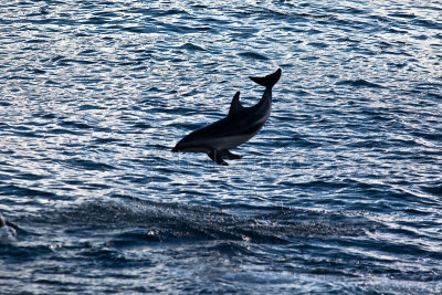 Dusky dolphin airborne