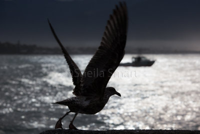 Skua taking off at Kaikoura