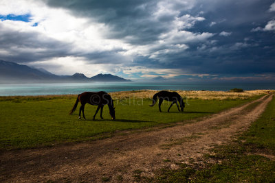 Horses at Kaikoura with approaching storm