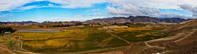 South Island Vineyard panorama 