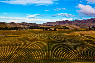 Vineyard in South Island, New Zealand