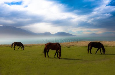 Three horses grazing in Kaikoura paddock