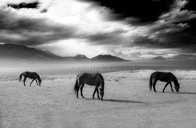 Three horses grazing at Kaikoura in monochrome