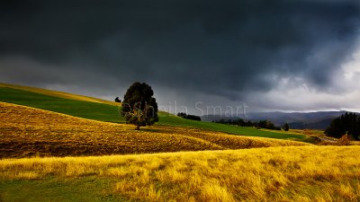 Tree panorama