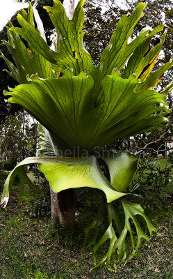 Our magnificent staghorn 