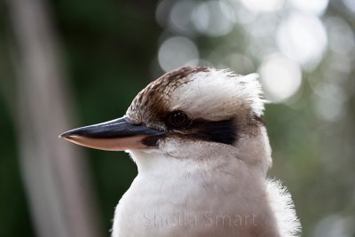 Kookaburra at 135 mm 