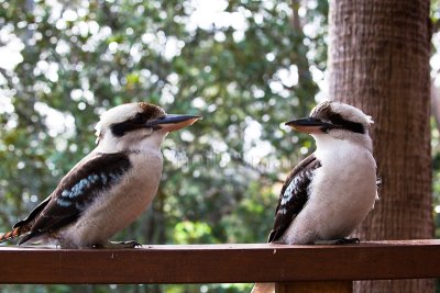 Kookaburras at 70 mm 