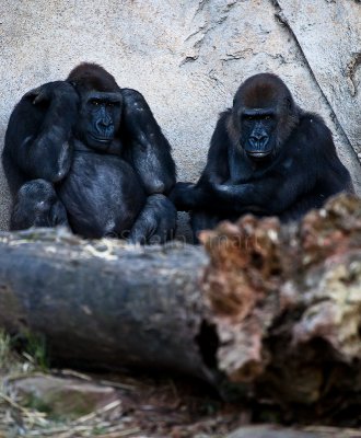 Lowland mountain gorillas