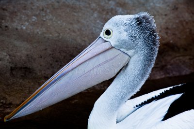 Pelican