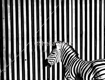 Zebra and enclosure monochrome