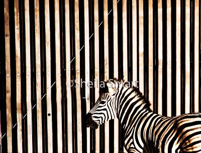 Zebra and enclosure 