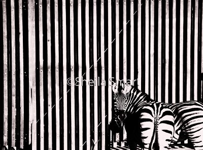 Zebras with fence monochrome