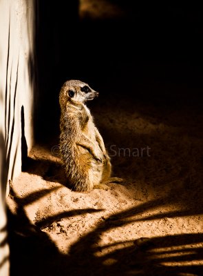 Meerkat standing in sunbeam