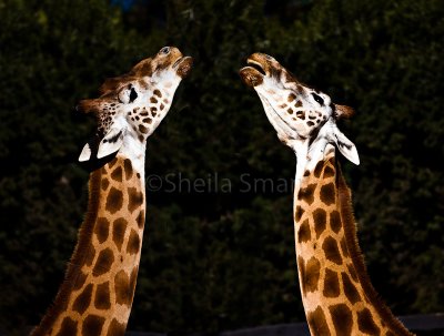 Two giraffes 