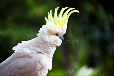Sulphur crested cockatoo showing crest