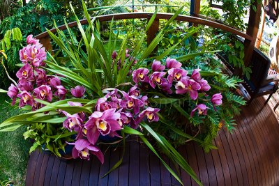 Orchids on deck with fisheye