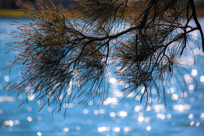 She oak at Narrabeen 