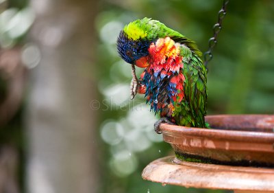 Rainbow lorikeet preening itself after a bath